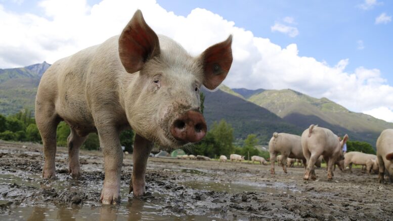 porc